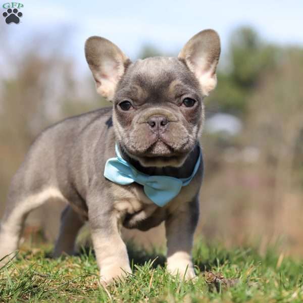 Wyatt, French Bulldog Puppy